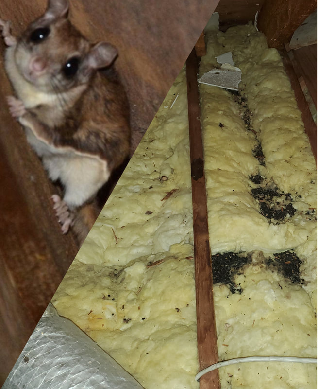 Mice droppings in attic.