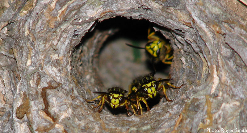 Inside a beehive