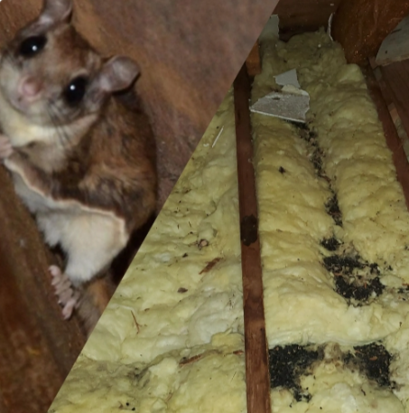 Rodents in Attic