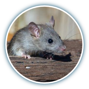rodent control