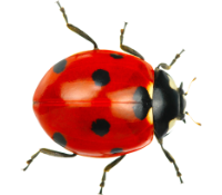ladybug
