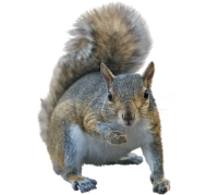 squirrel